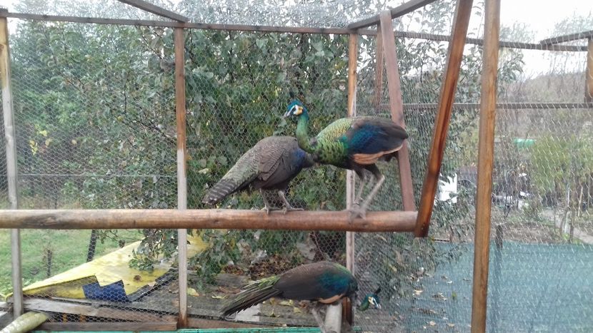  - Green java muticus