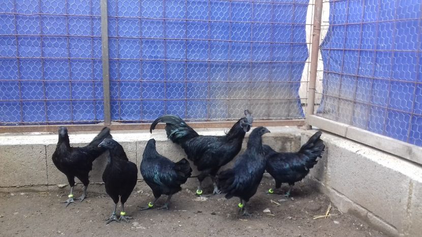  - Ayam cemani