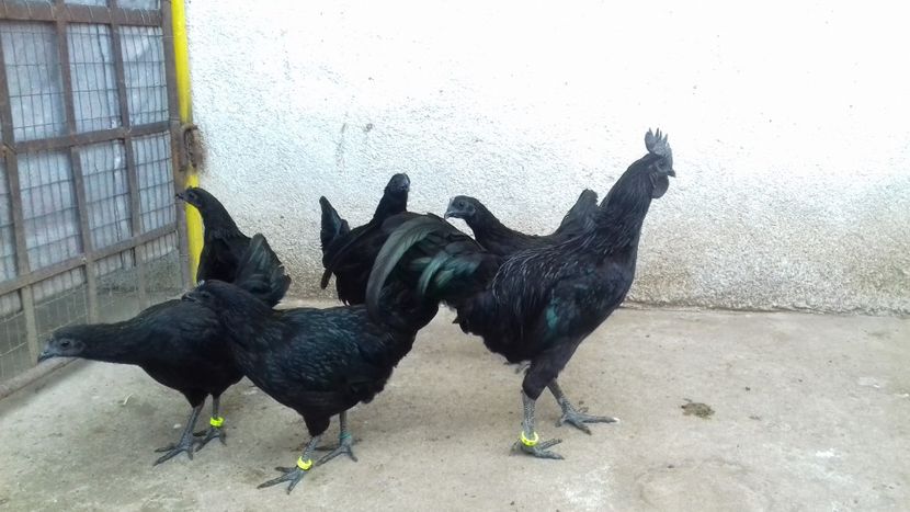  - Ayam cemani