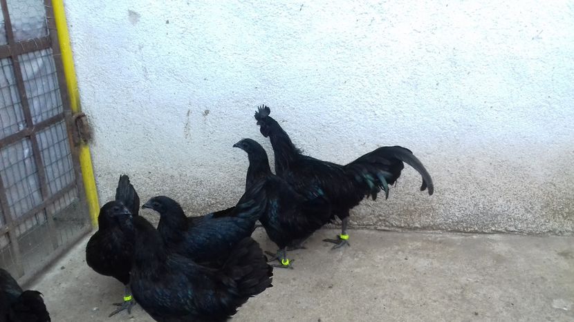  - Ayam cemani