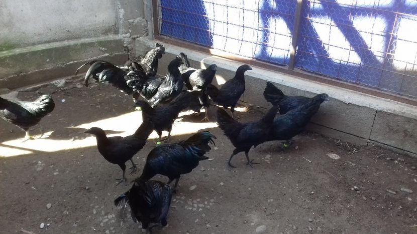  - Ayam cemani