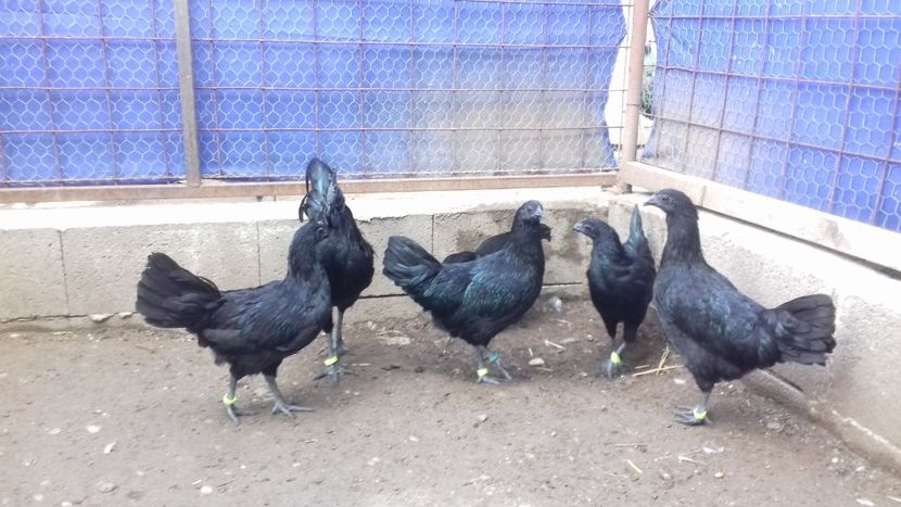  - Ayam cemani