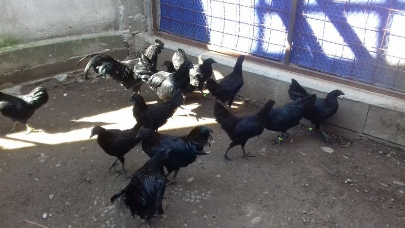 20170922_113633(0) - Ayam cemani