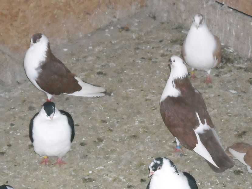  - DE PRIN PORUMBARIE