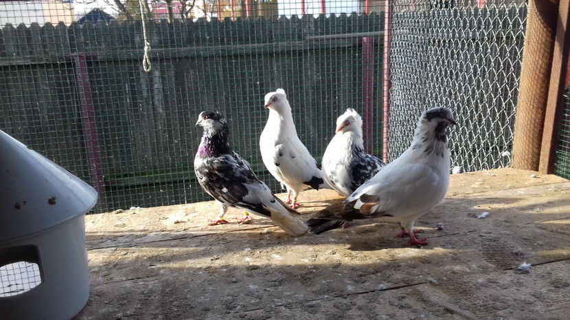  - 2018 jucatori de Amara