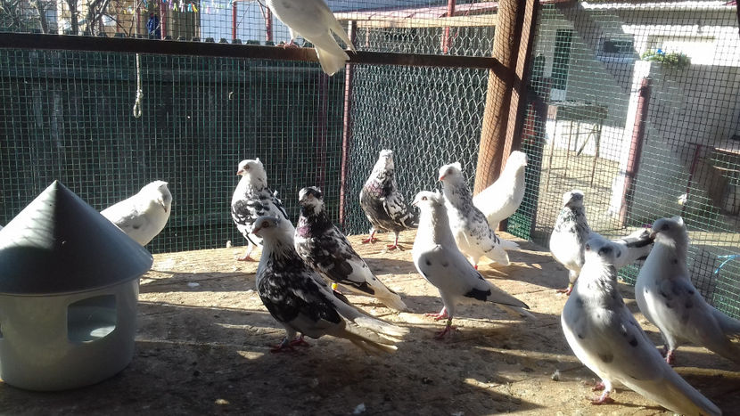  - 2018 jucatori de Amara