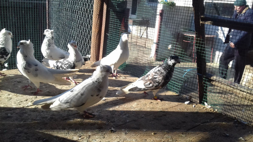  - 2018 jucatori de Amara