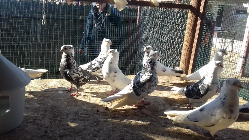  - 2018 jucatori de Amara