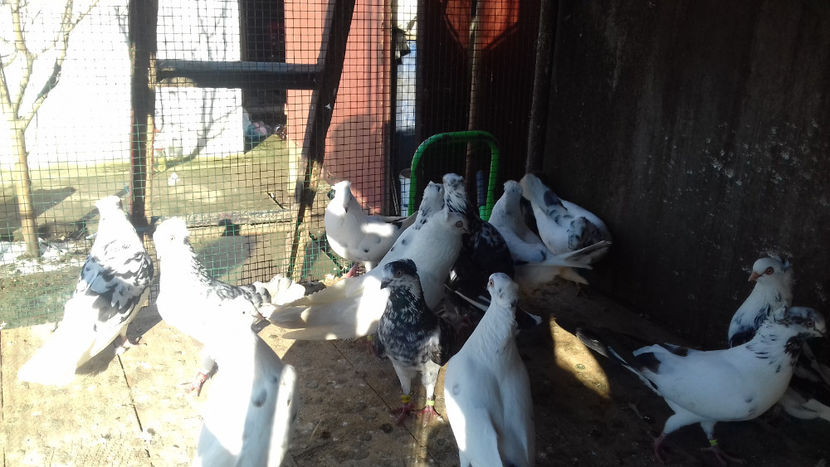  - 2018 jucatori de Amara