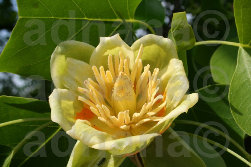  - Arborele lalea - Liriodendron tulipifera