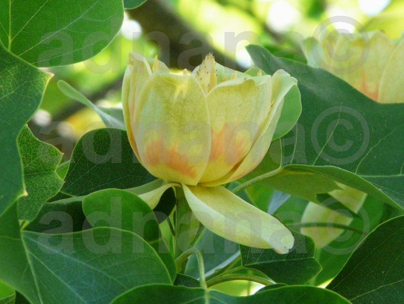  - Arborele lalea - Liriodendron tulipifera