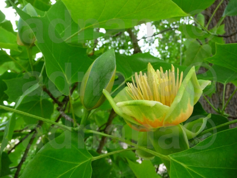  - Arborele lalea - Liriodendron tulipifera