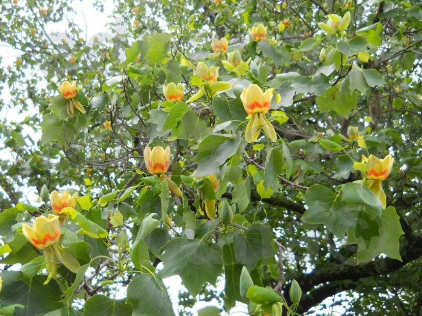  - Arborele lalea - Liriodendron tulipifera