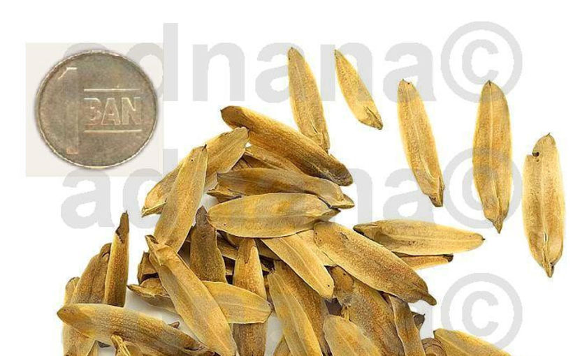  - Arborele lalea - Liriodendron tulipifera