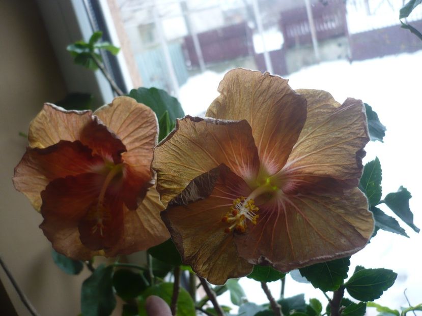 03.03.2018 - HIBISCUSI 2018-1