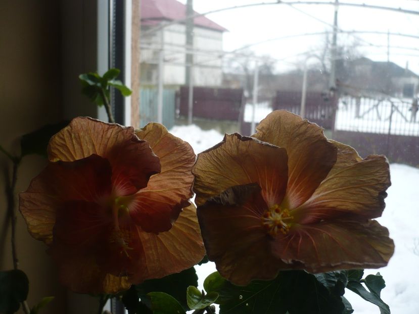 P1360311 - HIBISCUSI 2018-1