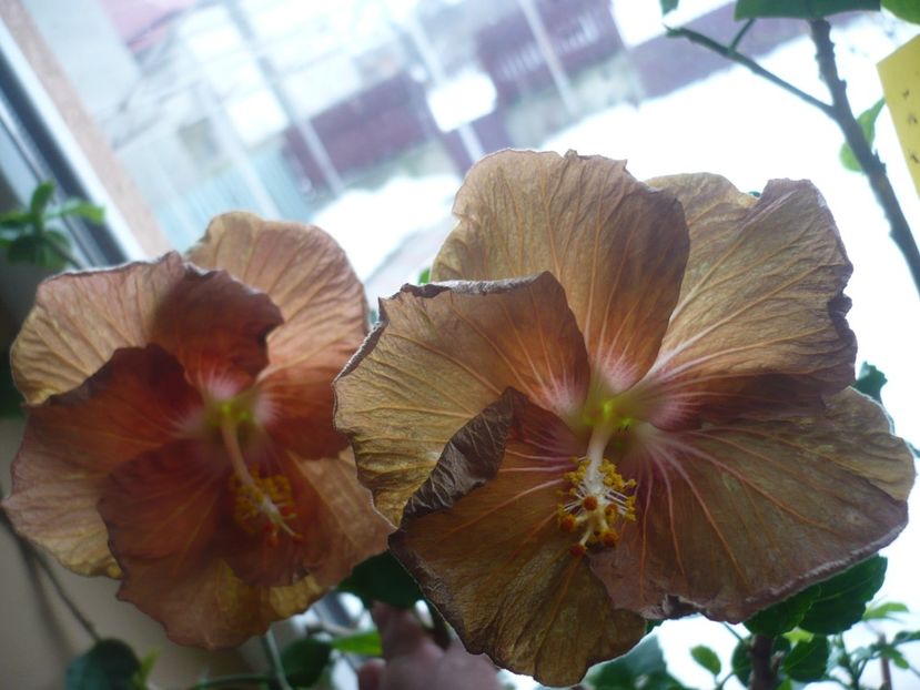 P1360312 - HIBISCUSI 2018-1