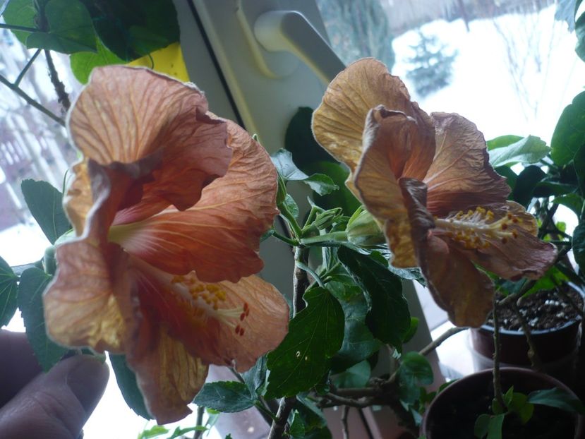 P1360308 - HIBISCUSI 2018-1