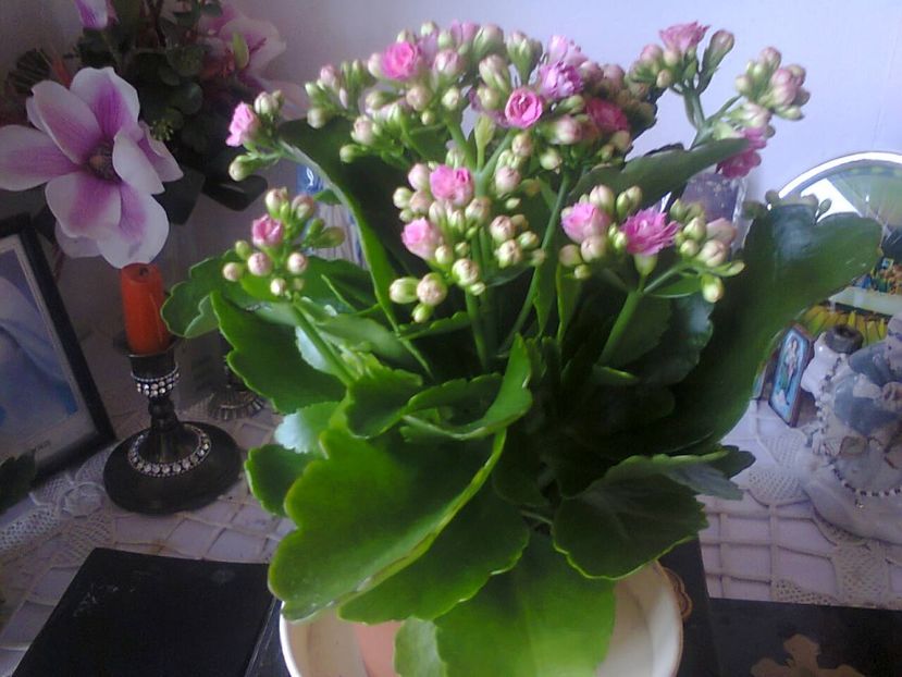 Fotografie3574 - 2018 MĂRTIȘOR 1 martie