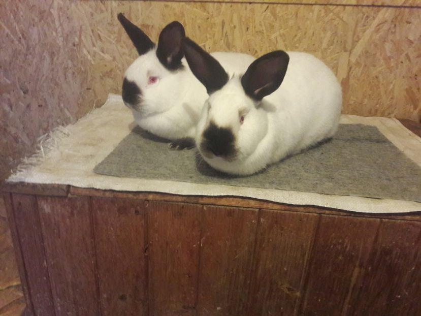  - b Tineret californian