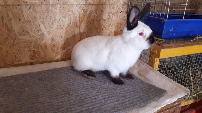  - b Tineret californian