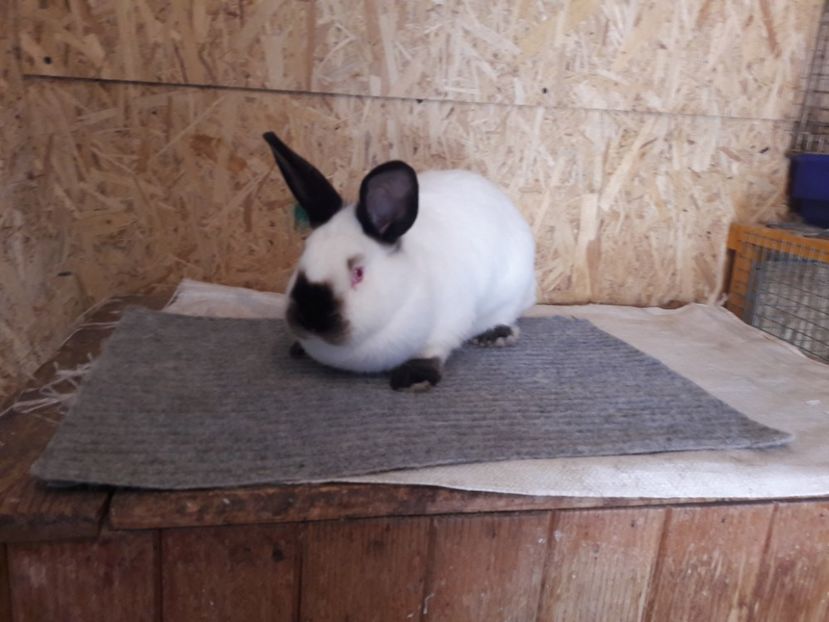  - b Tineret californian