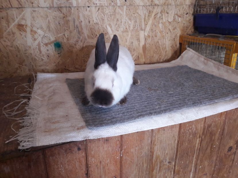  - b Tineret californian