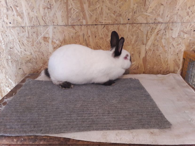  - b Tineret californian