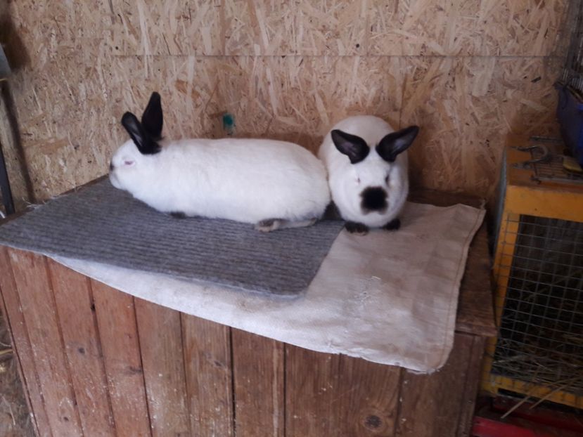  - b Tineret californian