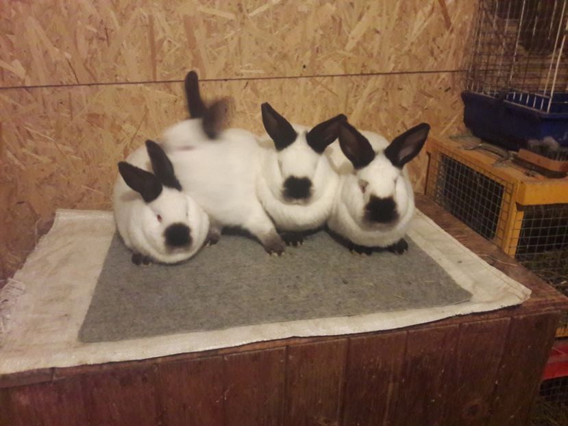  - b Tineret californian