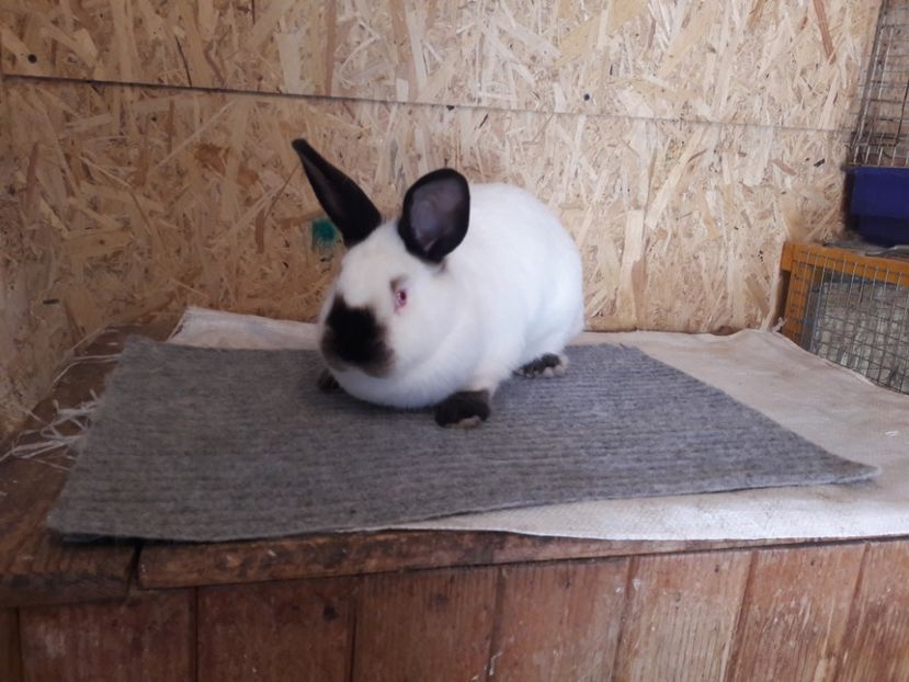  - b Tineret californian