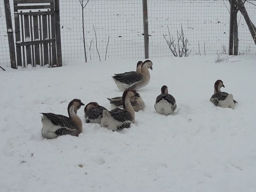  - e Gaste Africane 2018