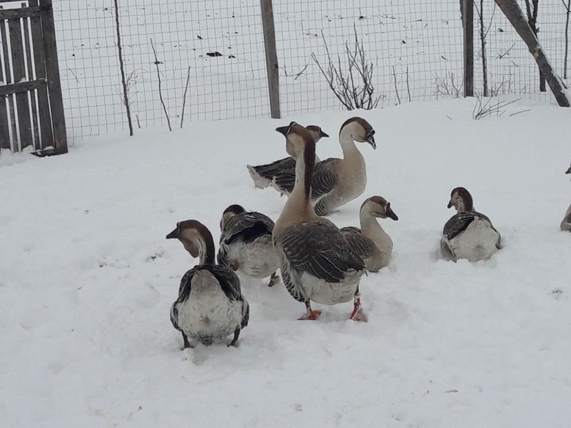  - e Gaste Africane 2018