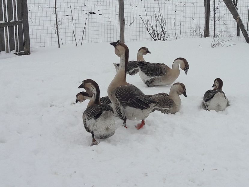  - e Gaste Africane 2018