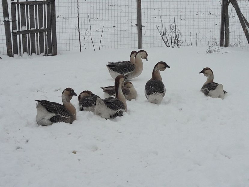  - e Gaste Africane 2018