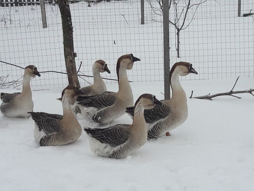 20180118_134111(0) - e Gaste Africane 2018