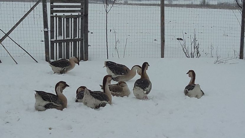  - e Gaste Africane 2018