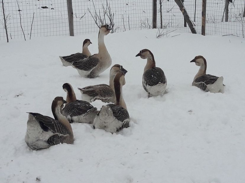  - e Gaste Africane 2018