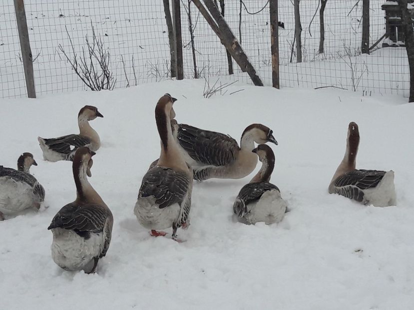  - e Gaste Africane 2018