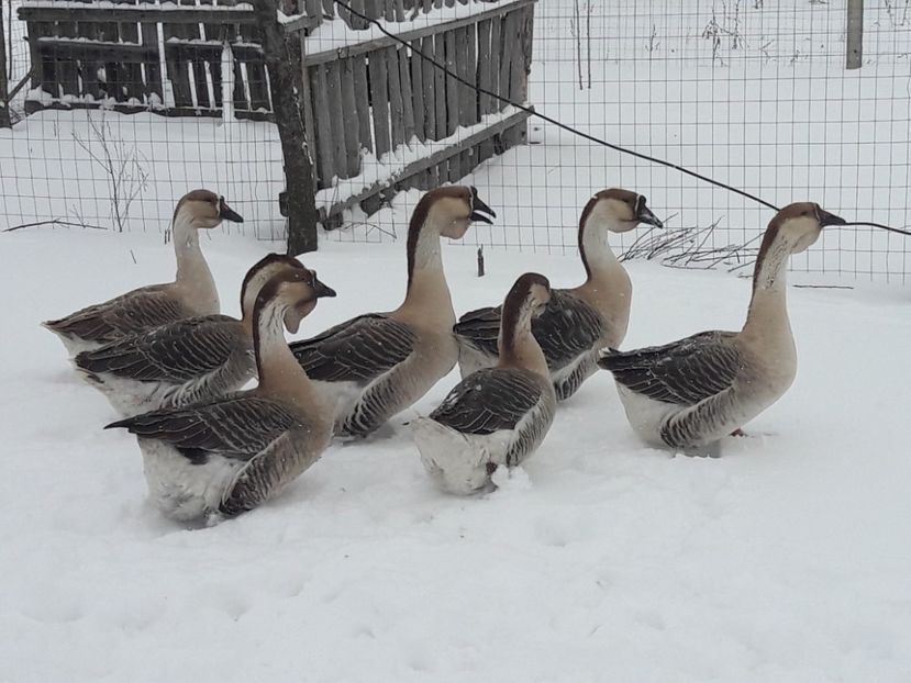 20180227_150059(0) - e Gaste Africane 2018