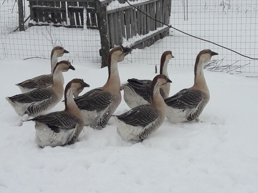  - e Gaste Africane 2018