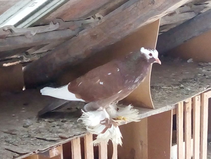 Femela - Porumbei tapalagosi care nui mai detin