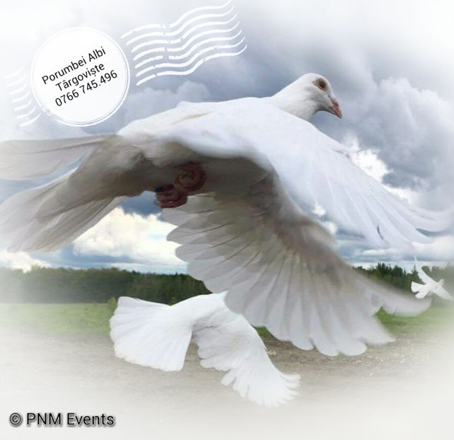 Porumbei albi nunta - Porumbei albi nuntă