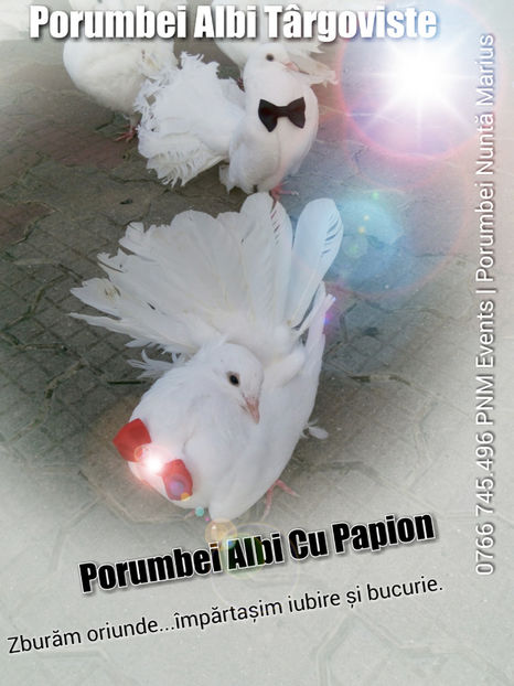Porumbei albi nuntă - Porumbei albi nuntă