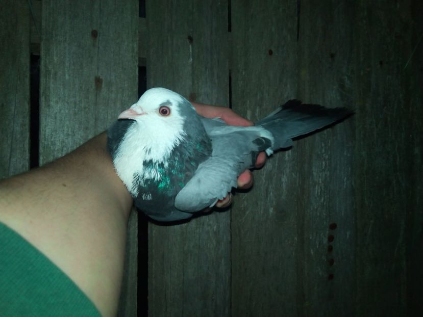 28124339_1313195652113368_1469613243_o - De prin voliere