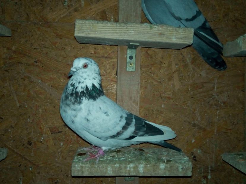 28169200_1313169568782643_1133994921_o - De prin voliere1