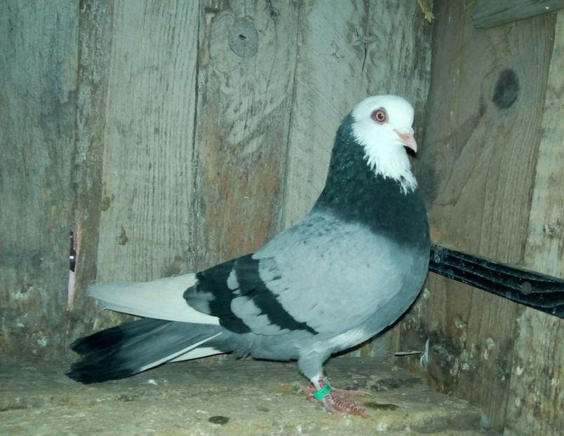 28081225_1313198482113085_29898541_o - De prin voliere1