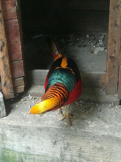  - Fazani auriu pe rosu