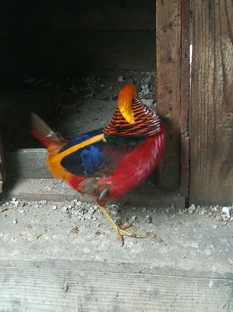  - Fazani auriu pe rosu