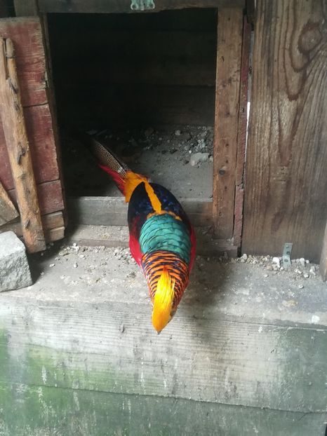  - Fazani auriu pe rosu